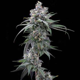 Pie Piss - COOKIES SEEDS | TanieSianie.pl