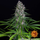 Blue Cheese - BARNEY’S FARM | TanieSianie.pl