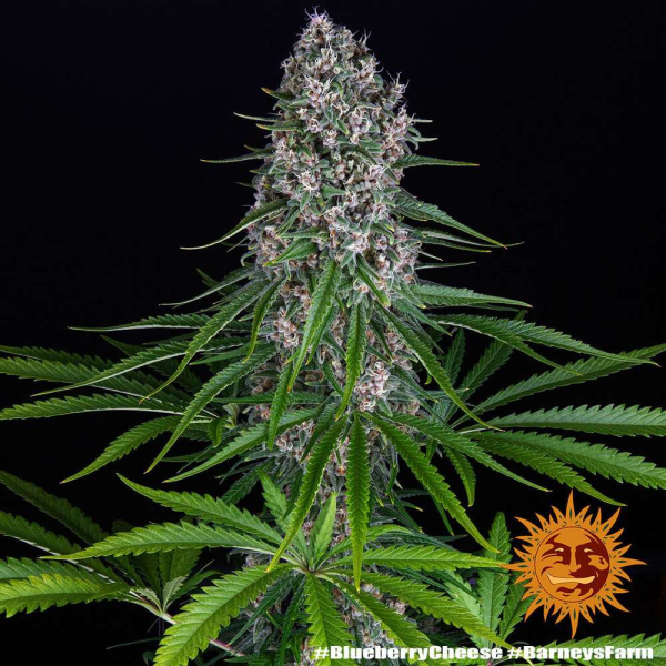Blue Cheese - BARNEY’S FARM | TanieSianie.pl