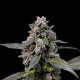 Pink Passion Fruit - COOKIES SEEDS | TanieSianie.pl