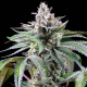 Sunsetz - COOKIES SEEDS | TanieSianie.pl
