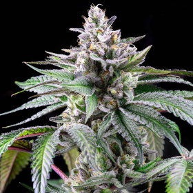 Sunsetz - COOKIES SEEDS | TanieSianie.pl