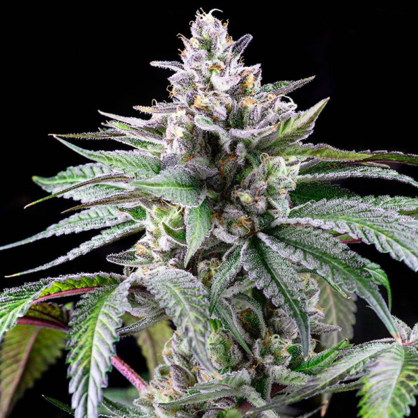 Sunsetz - COOKIES SEEDS | TanieSianie.pl