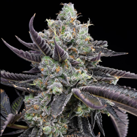 Tie Die - COOKIES SEEDS | TanieSianie.pl