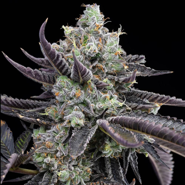 Tie Die - COOKIES SEEDS | TanieSianie.pl