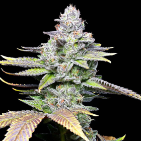 White Sherb - COOKIES SEEDS | TanieSianie.pl
