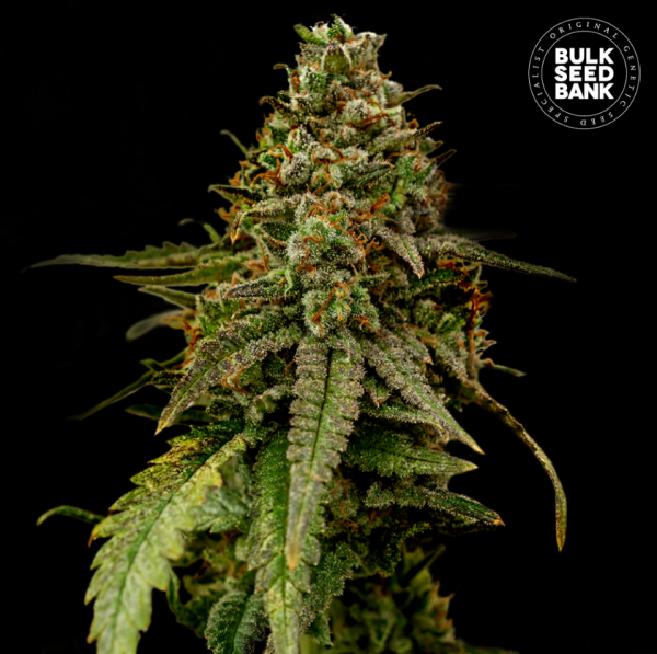 Auto Coffe Rocket - BULK SEED BANK | TanieSianie.pl