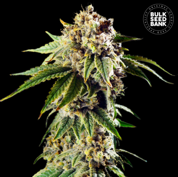 Auto Dosidos Rocketos - BULK SEED BANK | TanieSianie.pl