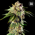 Auto Dosidos Rocketos - BULK SEED BANK
