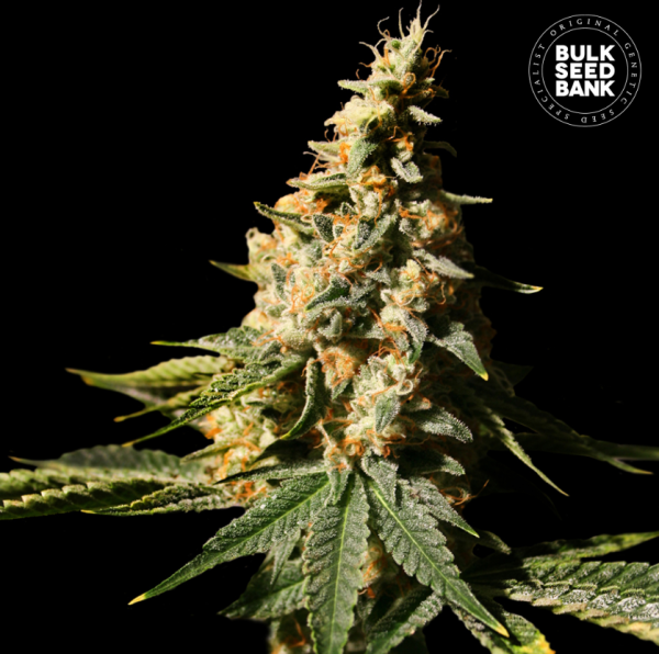 Auto Extra Mintz - BULK SEED BANK | TanieSianie.pl
