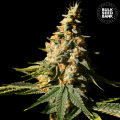Auto Extra Mintz - BULK SEED BANK