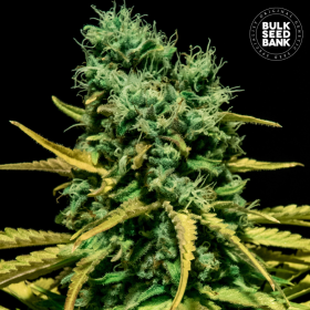 Auto Hell Bells OG - BULK SEED BANK | TanieSianie.pl