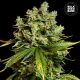 Auto Mimosa Famosa - BULK SEED BANK | TanieSianie.pl