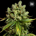 Auto Mimosa Famosa - BULK SEED BANK