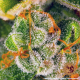 Blue Cheese - BARNEY’S FARM | TanieSianie.pl