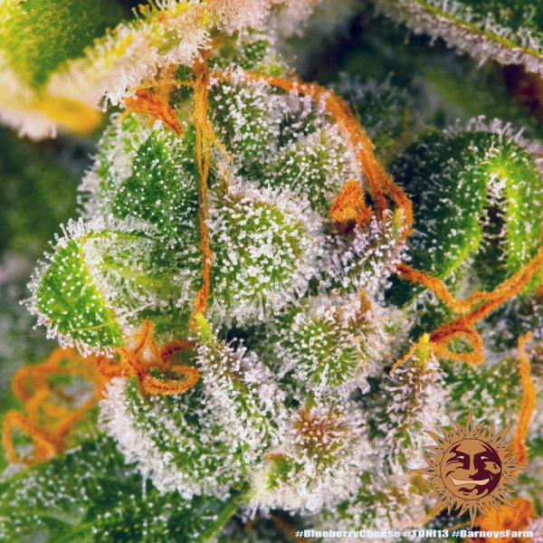Blue Cheese - BARNEY’S FARM | TanieSianie.pl