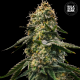 Auto Runtz Gluntz - BULK SEED BANK | TanieSianie.pl