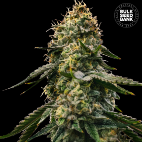 Auto Runtz Gluntz - BULK SEED BANK | TanieSianie.pl