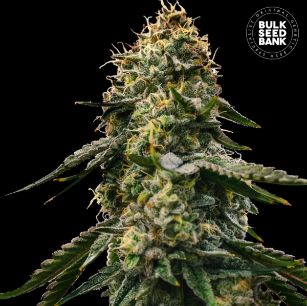 Auto Runtz Gluntz - BULK SEED BANK | TanieSianie.pl
