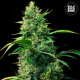 Auto Strawberry Ferry - BULK SEED BANK | TanieSianie.pl