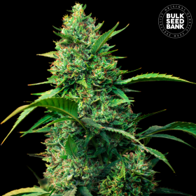 Auto Strawberry Ferry - BULK SEED BANK | TanieSianie.pl