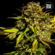 Extra Mintz - BULK SEED BANK | TanieSianie.pl
