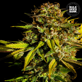 Extra Mintz - BULK SEED BANK | TanieSianie.pl