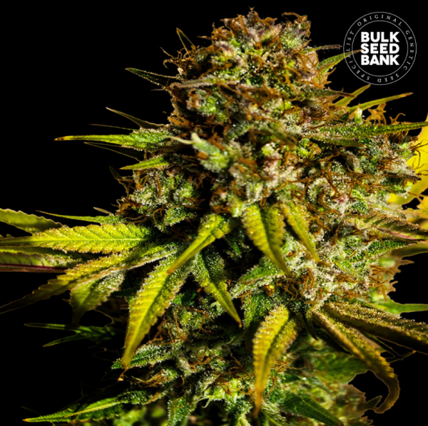 Extra Mintz - BULK SEED BANK | TanieSianie.pl