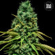 Hell Bells OG - BULK SEED BANK | TanieSianie.pl