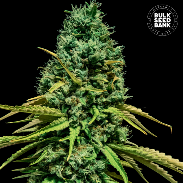 Hell Bells OG - BULK SEED BANK | TanieSianie.pl