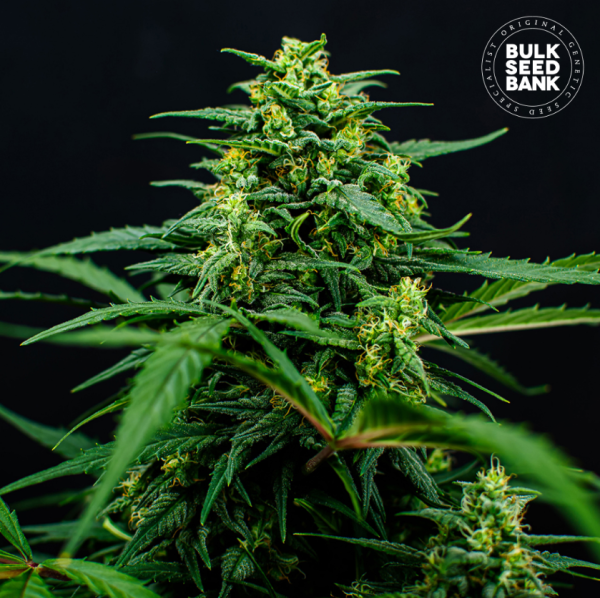 Mimosa Famosa - BULK SEED BANK | TanieSianie.pl