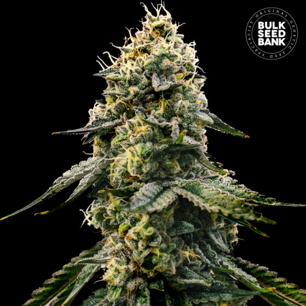 Runtz Gluntz - BULK SEED BANK | TanieSianie.pl
