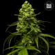 Strawberry Ferry - BULK SEED BANK | TanieSianie.pl