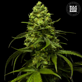 Strawberry Ferry - BULK SEED BANK | TanieSianie.pl
