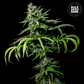 Tropical Coconut - BULK SEED BANK | TanieSianie.pl