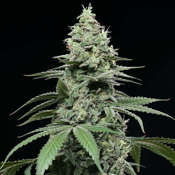 Sunset Pie - COOKIES SEEDS | TanieSianie.pl
