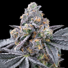 Spilt Paint - COOKIES SEEDS | TanieSianie.pl