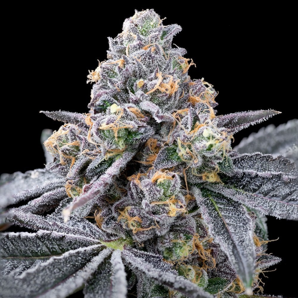 Spilt Paint - COOKIES SEEDS | TanieSianie.pl