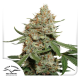 Skunk #11 - DUTCH PASSION | TanieSianie.pl