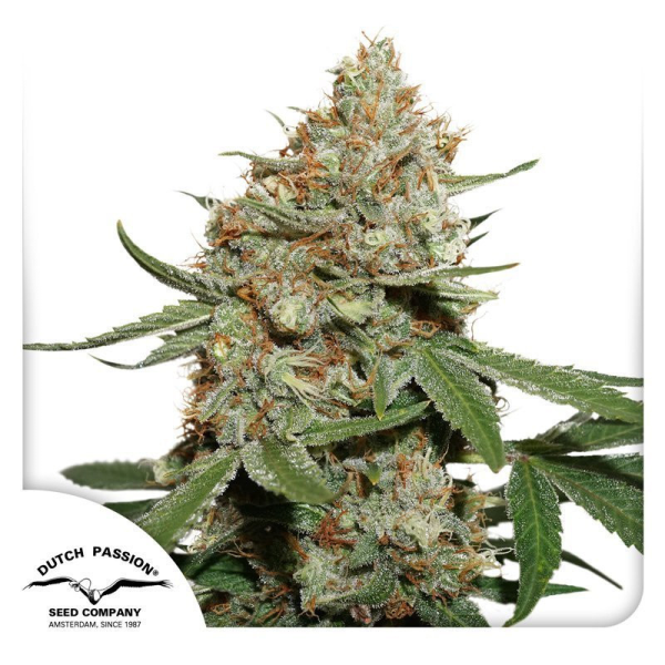 Skunk #11 - DUTCH PASSION | TanieSianie.pl