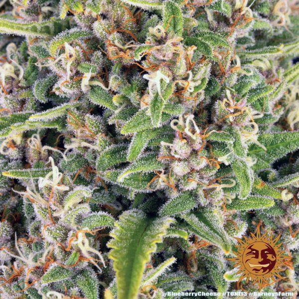 Blue Cheese - BARNEY’S FARM | TanieSianie.pl