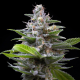 Murder Hornet - COOKIES SEEDS | TanieSianie.pl