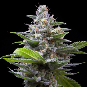 Murder Hornet - COOKIES SEEDS | TanieSianie.pl