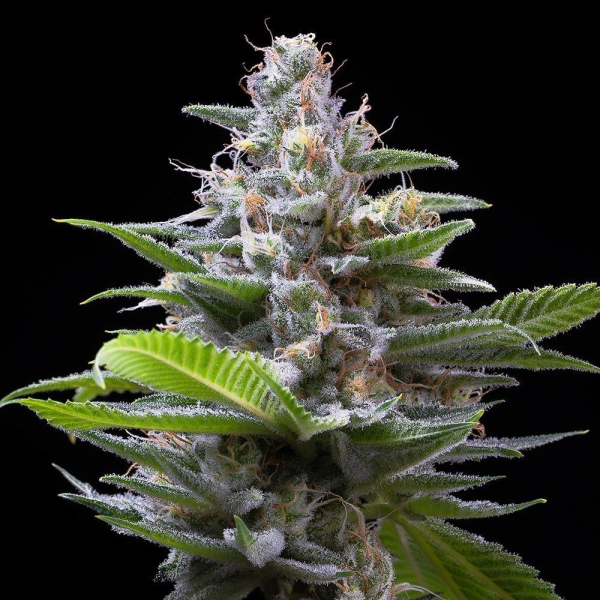 Murder Hornet - COOKIES SEEDS | TanieSianie.pl