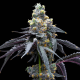 White Runtz x Hollywood - COOKIES SEEDS | TanieSianie.pl