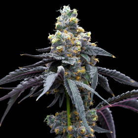 White Runtz x Hollywood - COOKIES SEEDS | TanieSianie.pl