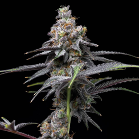 Animal Cake x Hollywood - COOKIES SEEDS | TanieSianie.pl