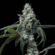 UK Cheese x Hollywood - COOKIES SEEDS | TanieSianie.pl