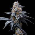 Trop Cookies x Hollywood - COOKIES SEEDS
