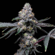 Sunset Sherb x Hollywood - COOKIES SEEDS | TanieSianie.pl